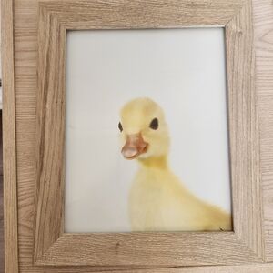 Room Essentials Alabaster Oak Frame w/ Baby Duck Duckling Art